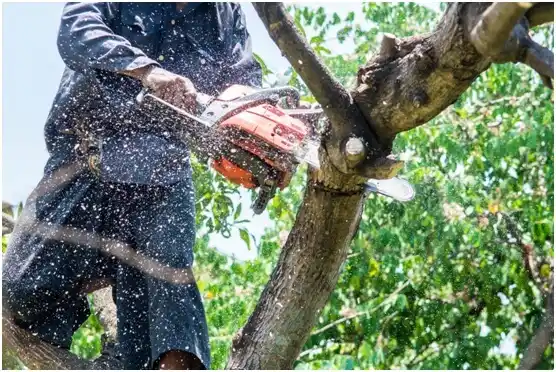 tree services La Vernia